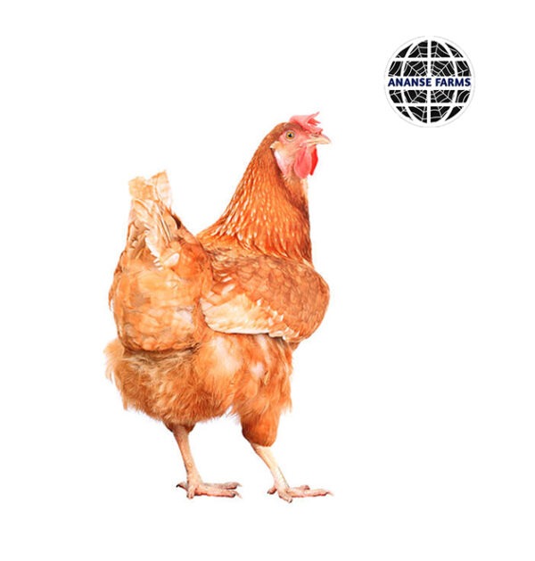 Life Chicken